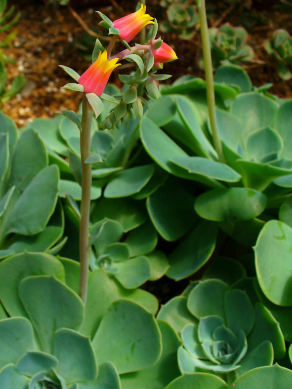 Echeveria gibbiflora