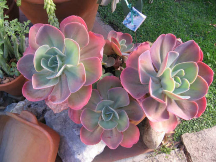 Echeveria gibbiflora