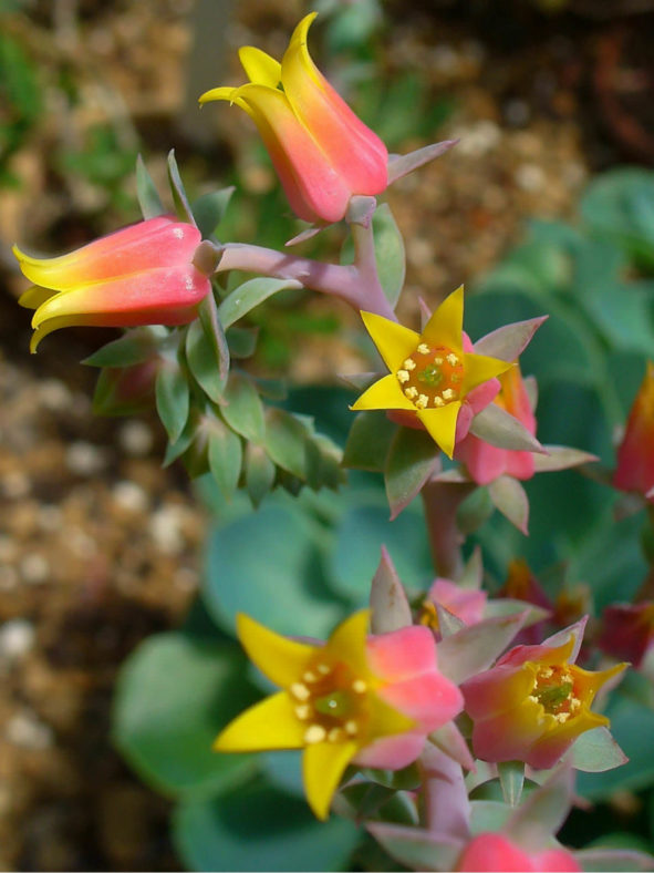 Echeveria gibbiflora