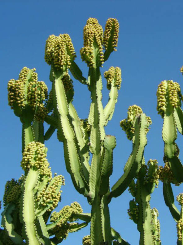 Euphorbia ingens - Candelabra Tree