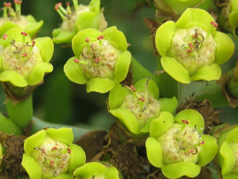 Euphorbia ingens - Candelabra Tree