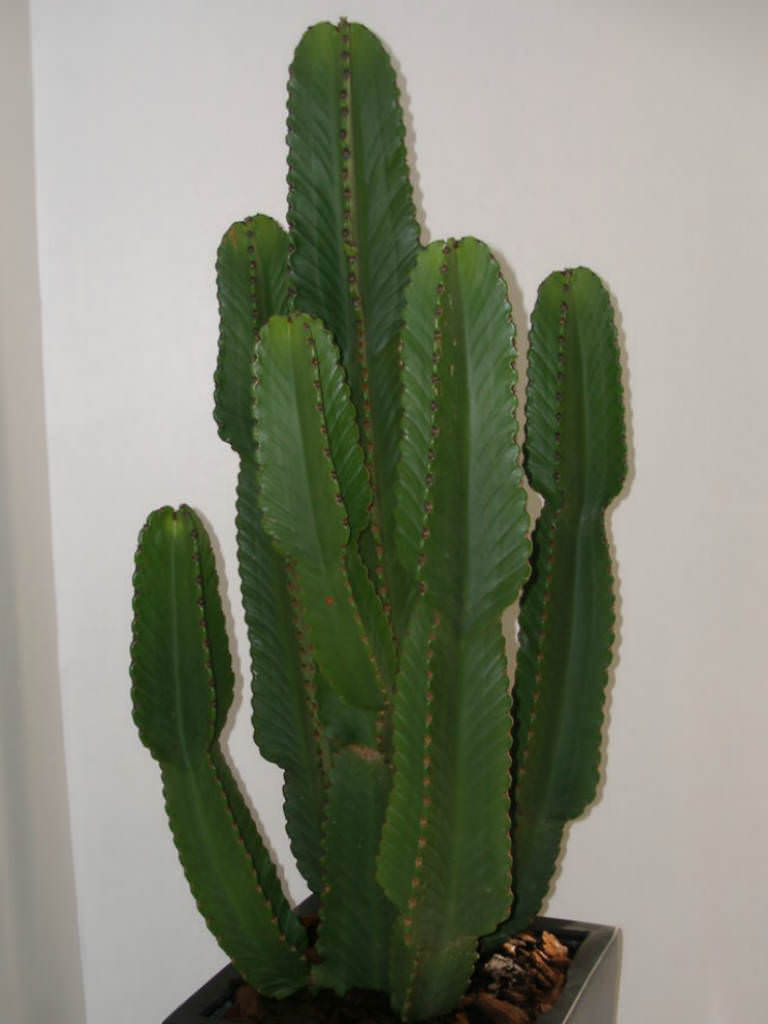 euphorbia cactus ingens candelabra tree spurge plant cacti plants worldofsucculents succulents care succulent characteristics euphorbiaceae indoor desert