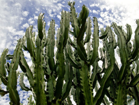 Euphorbia ingens (Candelabra Tree) - World of Succulents