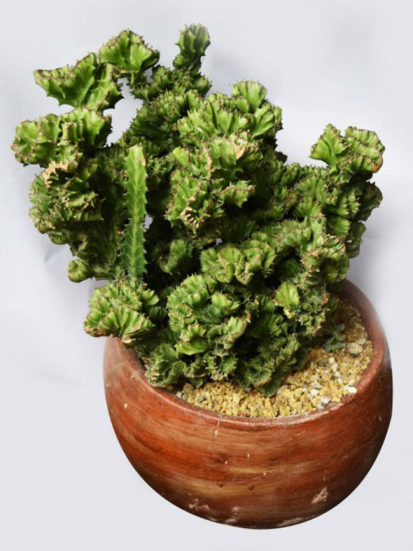 Euphorbia lactea f. cristata