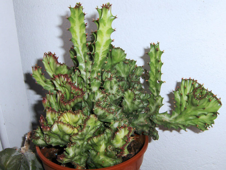 Euphorbia lactea f. cristata