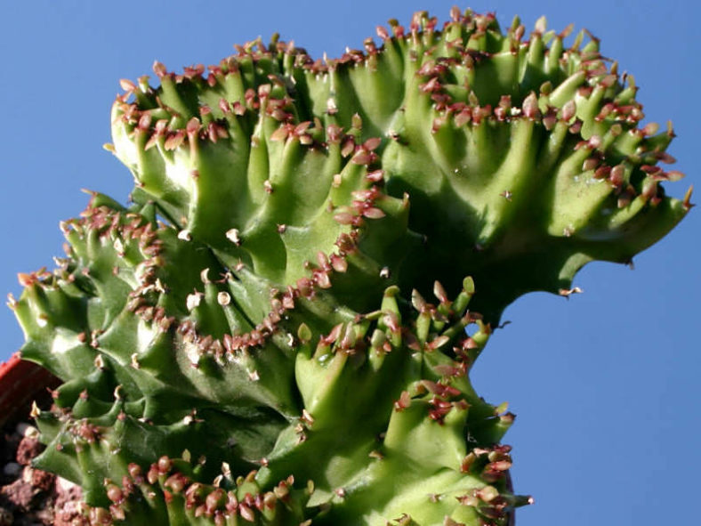 Euphorbia lactea f. cristata