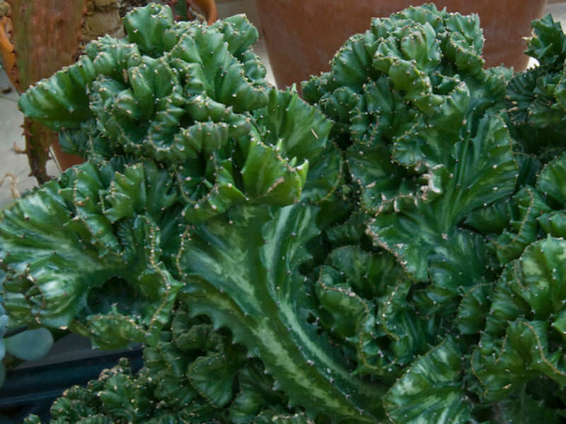 Euphorbia lactea 'Cristata' (Crested Elkhorn) World of Succulents