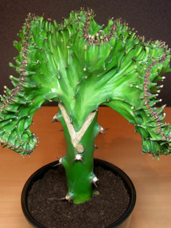Euphorbia lactea f. cristata