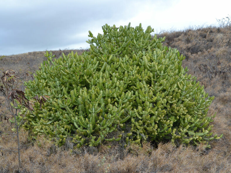 Euphorbia lactea, commonly known as Mottled Spurge
