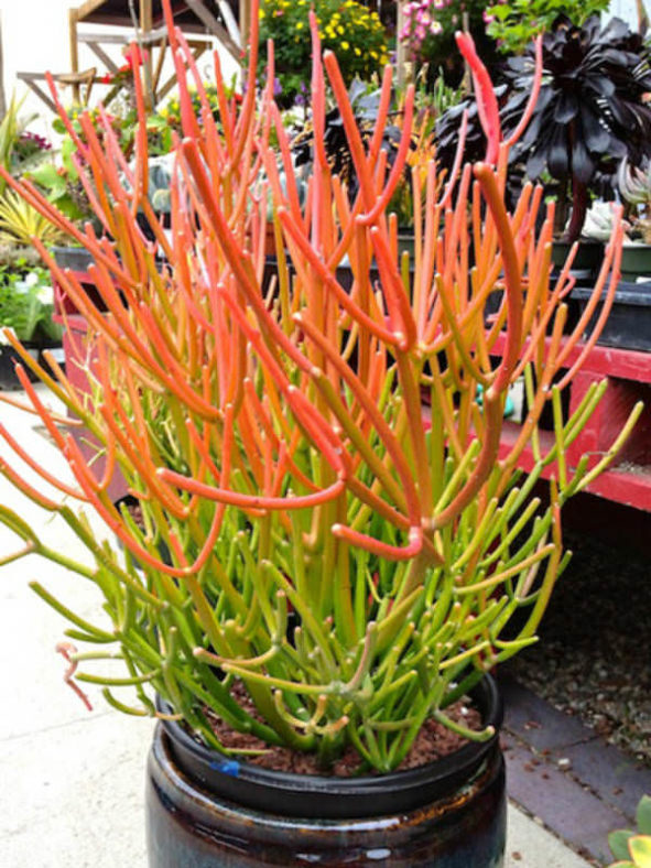 Euphorbia tirucalli 'Rosea' - Fire Sticks Red Pencil Tree