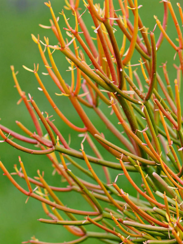 Euphorbia tirucalli 'Rosea' - Fire Sticks Red Pencil Tree