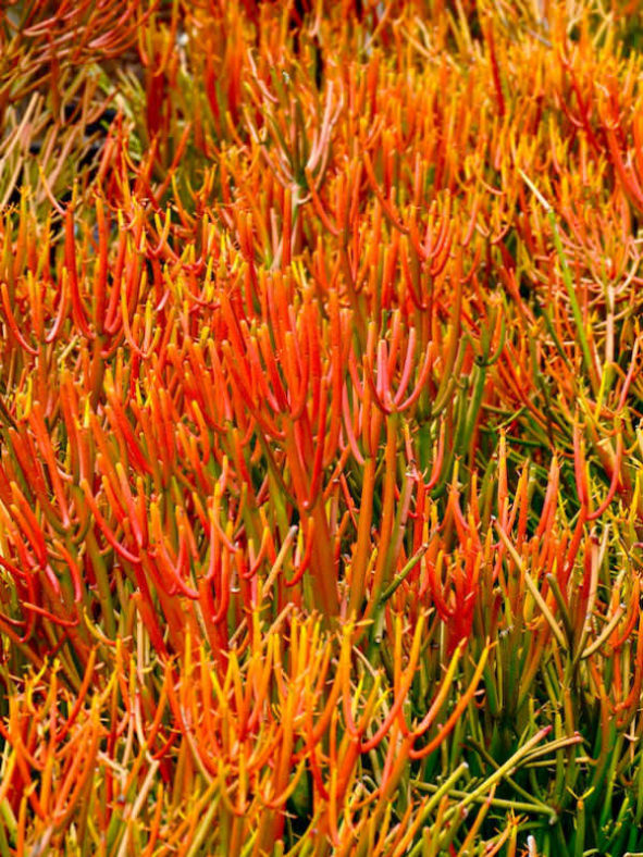 Euphorbia tirucalli 'Rosea' - Fire Sticks Red Pencil Tree