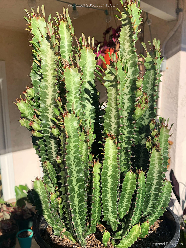 Euphorbia trigona (African Milk Tree) - World of Succulents