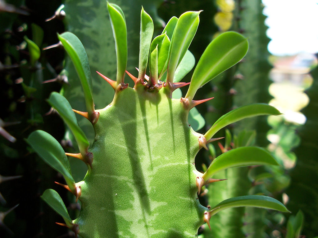 Euphorbia trigona (African Milk Tree) - World of Succulents