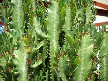 Euphorbia trigona (African Milk Tree) - World of Succulents