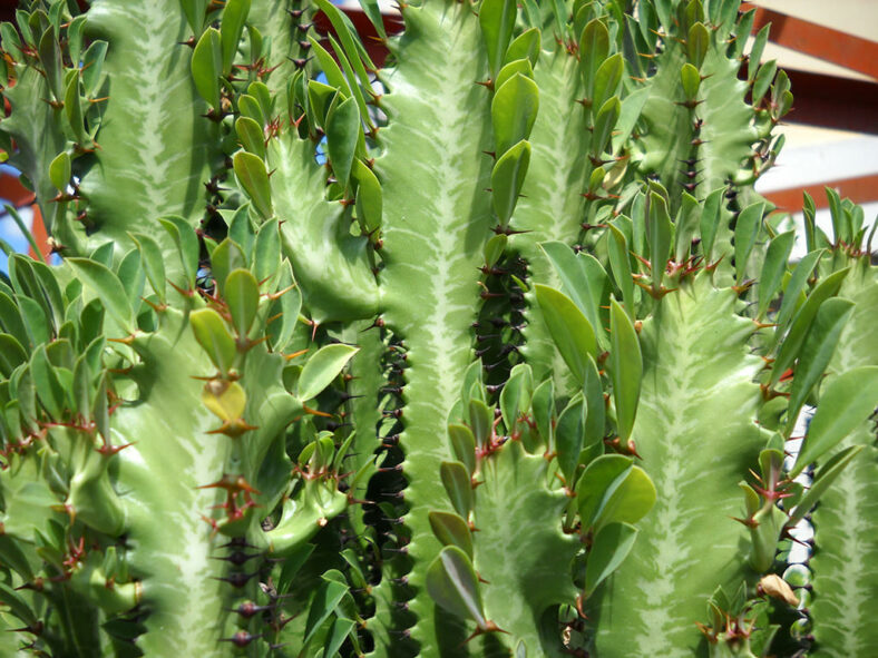 Euphorbia trigona, commonly known as African Milk Tree