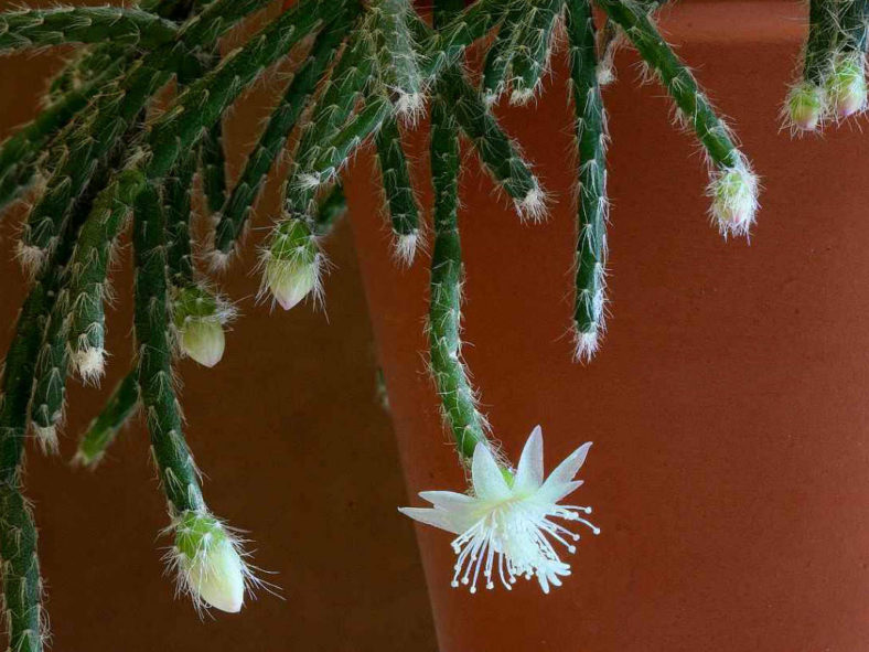 Rhipsalis pilocarpa - Hairy Stemmed Rhipsalis
