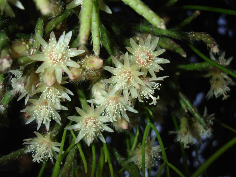 Rhipsalis pilocarpa - Hairy Stemmed Rhipsalis