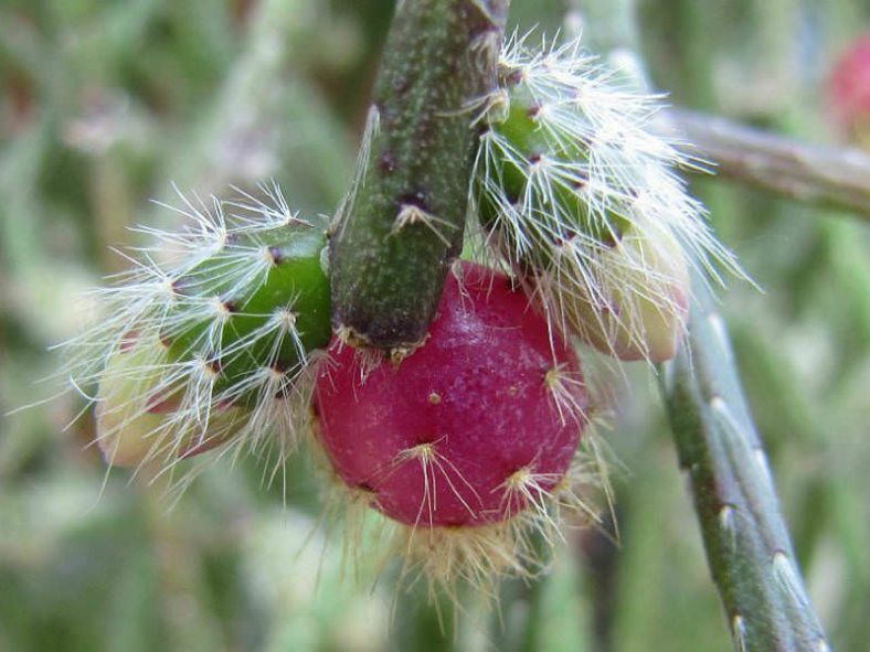 Rhipsalis pilocarpa - Hairy Stemmed Rhipsalis