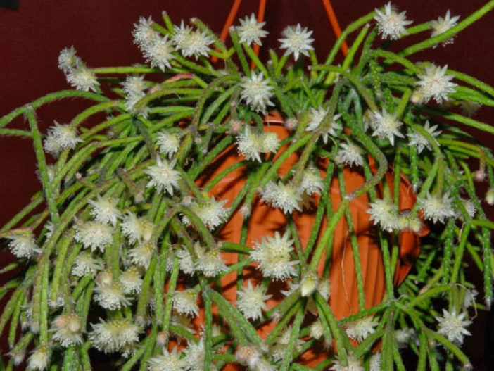 Rhipsalis pilocarpa