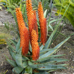 Aloe ferox (Cape Aloe) - World of Succulents