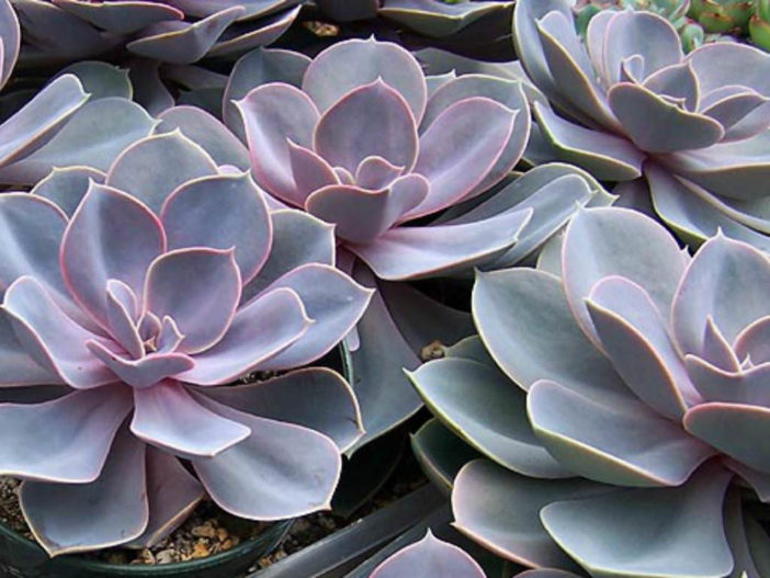 أفضل 12 نباتًا عصاريًا للحدائق المنزلية Echeveria-Perle-Von-N%C3%BCrnberg2-702x527