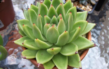Echeveria agavoides (Molded Wax Agave) Echeveria agavoides (Molded Wax Agave)