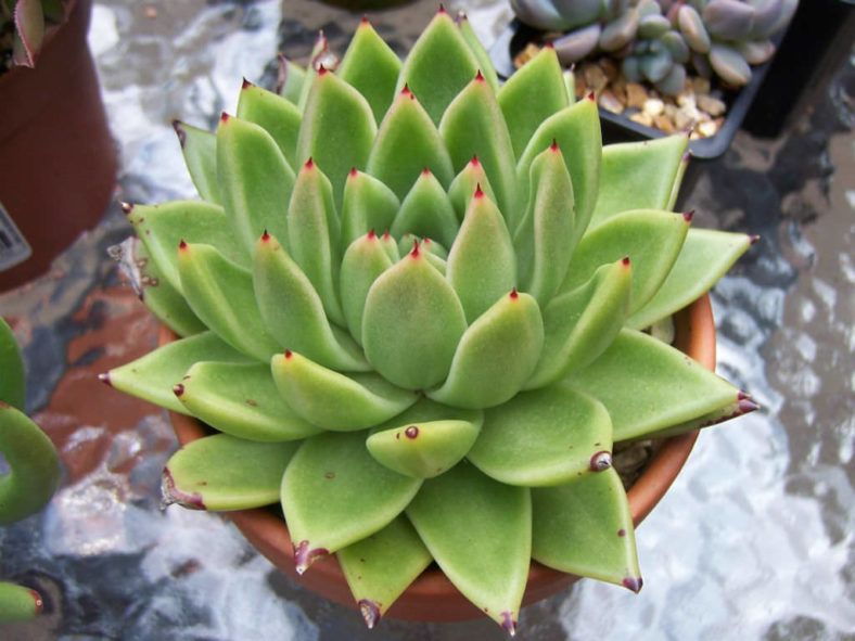 Echeveria agavoides (Molded Wax Agave)