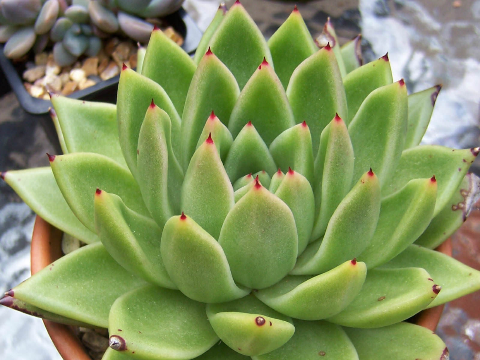 Echeveria agavoides (Molded Wax) World of Succulents