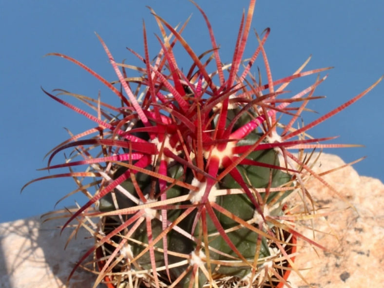 Ferocactus gracilis (Fire Barrel Cactus)
