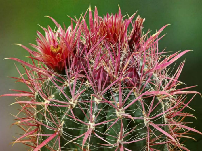 Ferocactus gracilis (Fire Barrel Cactus)