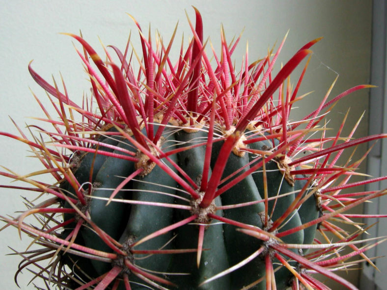 Ferocactus gracilis (Fire Barrel Cactus)