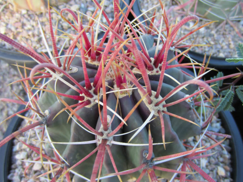 Ferocactus gracilis (Fire Barrel Cactus)