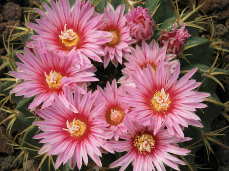 Ferocactus macrodiscus