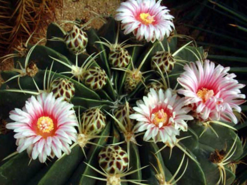 Ferocactus macrodiscus