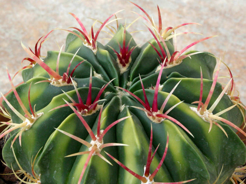 Ferocactus macrodiscus
