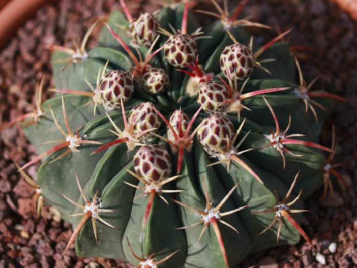 Ferocactus macrodiscus