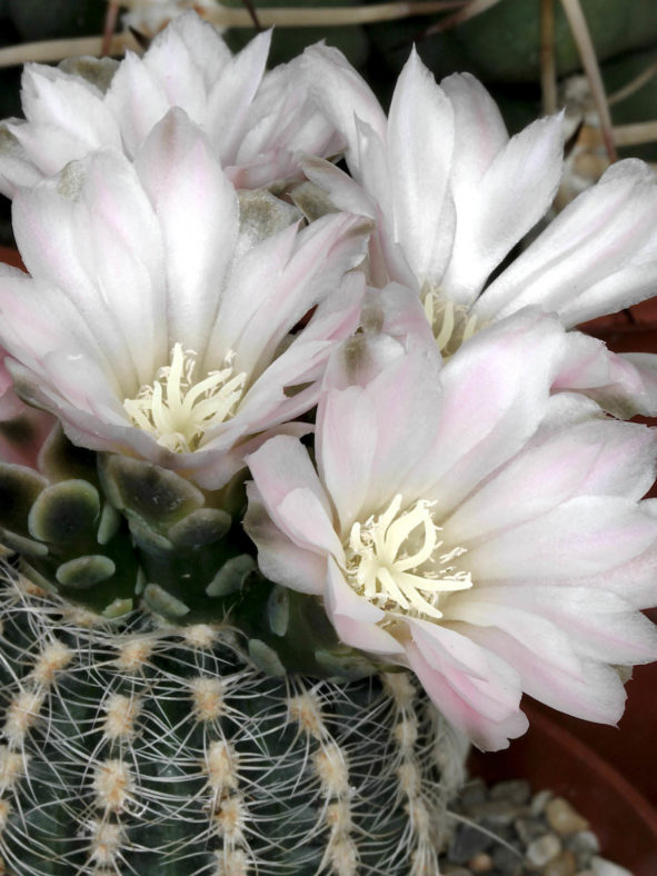 Gymnocalycium bruchii
