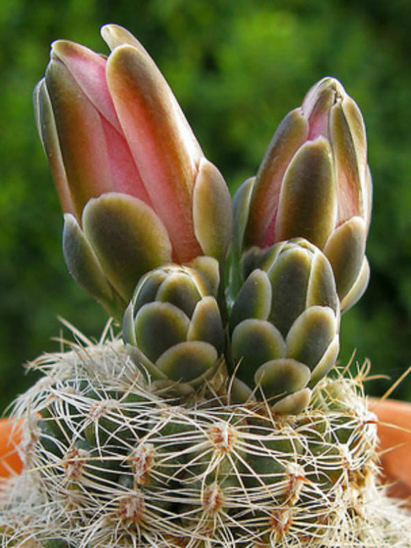 Gymnocalycium bruchii