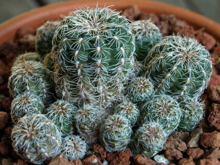 Gymnocalycium bruchii