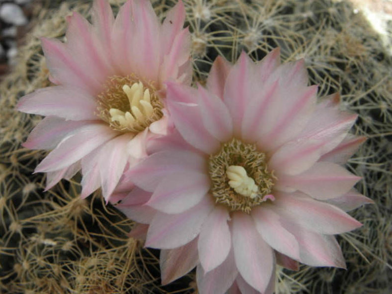 Gymnocalycium bruchii