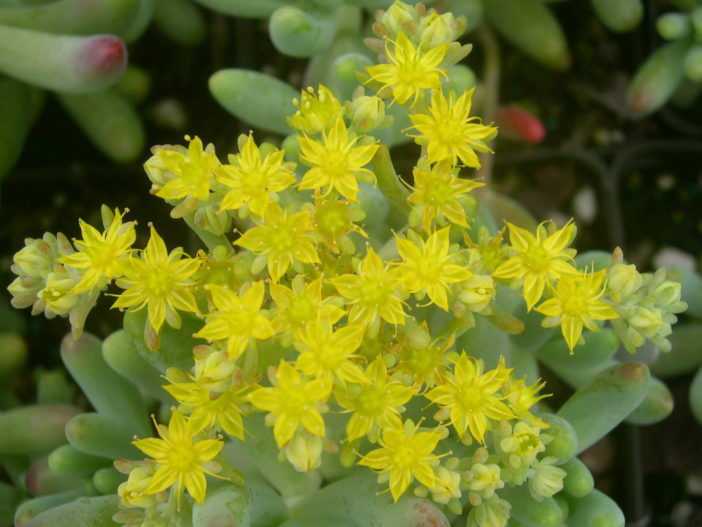 Sedum pachyphyllum (Jelly Beans) - World of Succulents