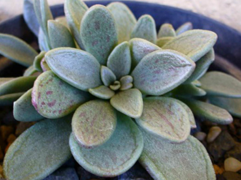 Adromischus fallax