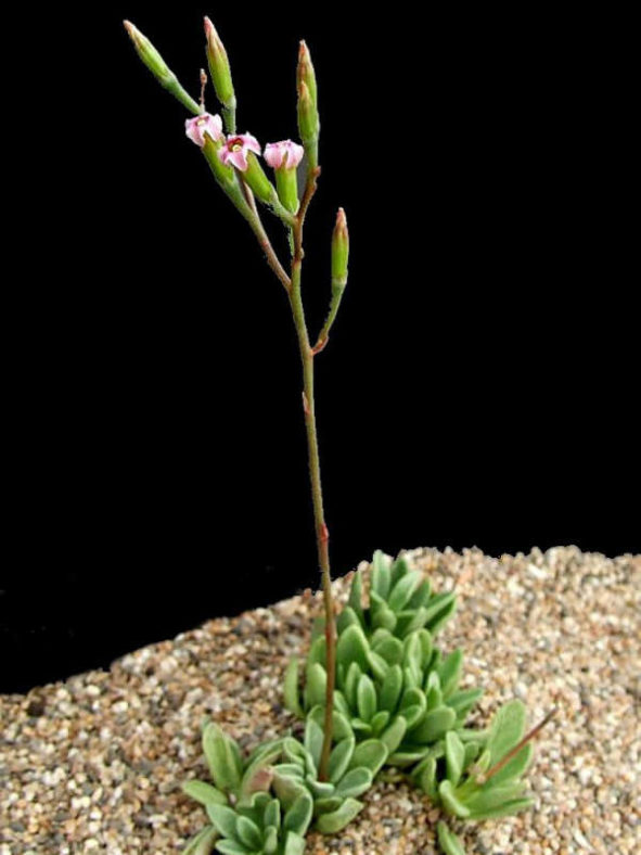 Adromischus fallax