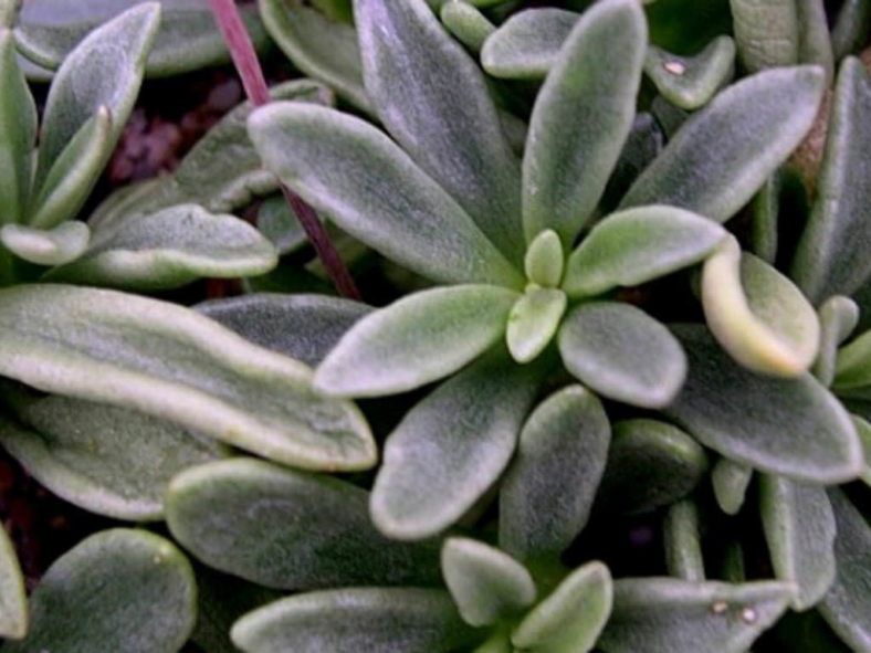Adromischus fallax