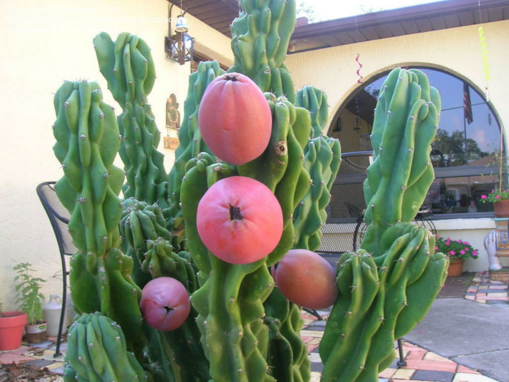 Cereus repandus f. monstruosus (Monstrose Apple Cactus) aka Cereus peruvianus f. monstruosus