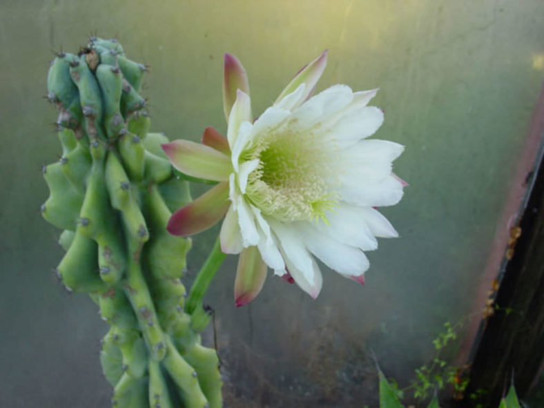 Cereus repandus f. monstruosus (Monstrose Apple Cactus) aka Cereus peruvianus f. monstruosus