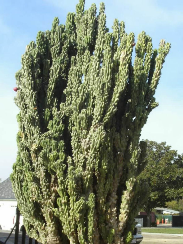 Cereus repandus f. monstruosus (Monstrose Apple Cactus) aka Cereus peruvianus f. monstruosus