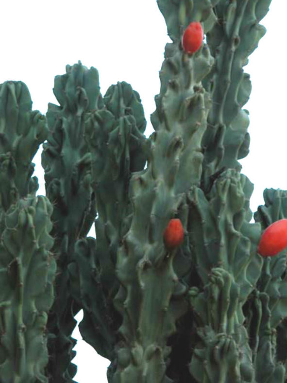 Cereus repandus f. monstruosus (Monstrose Apple Cactus) aka Cereus peruvianus f. monstruosus