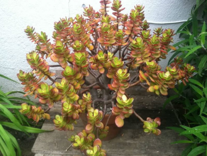 Crassula ovata 'Minima' (Miniature Jade Plant)